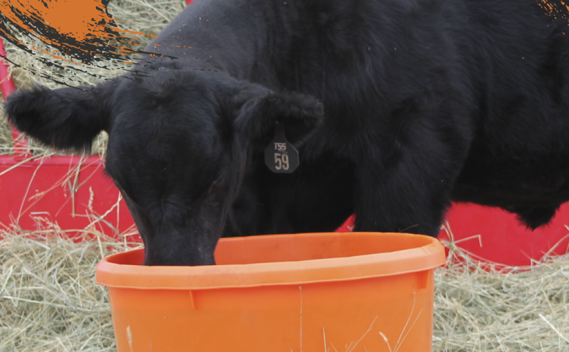 Stay strong through seasonal livestock management