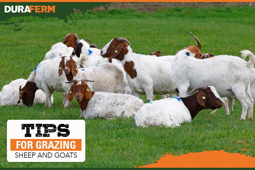 Tips for Grazing Sheep & Goats DuraFerm