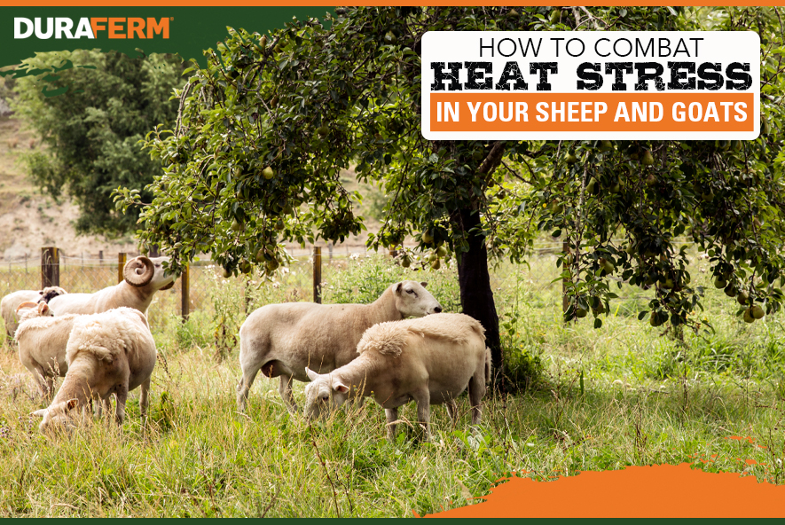 Symptoms Of Heat Stress In Sheep