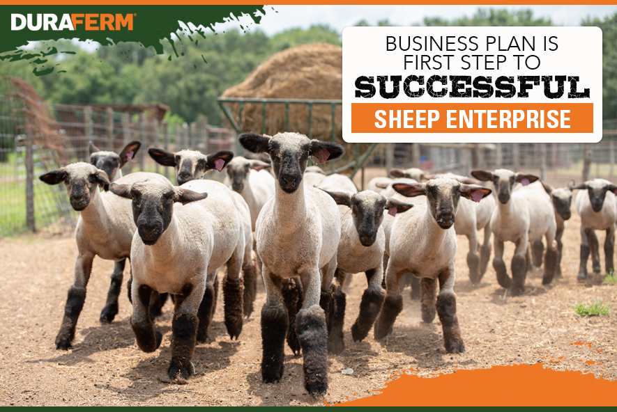 sheep business plan south africa