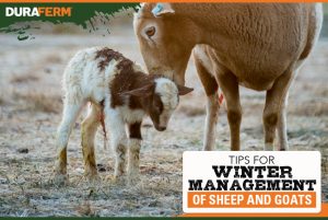 winter management in sheep and goats