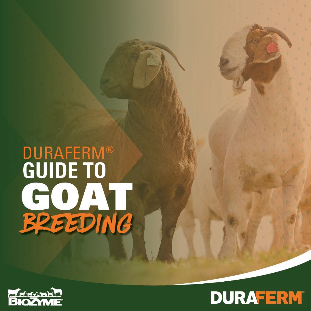 The DuraFerm® Guide to Goat Breeding - DuraFerm