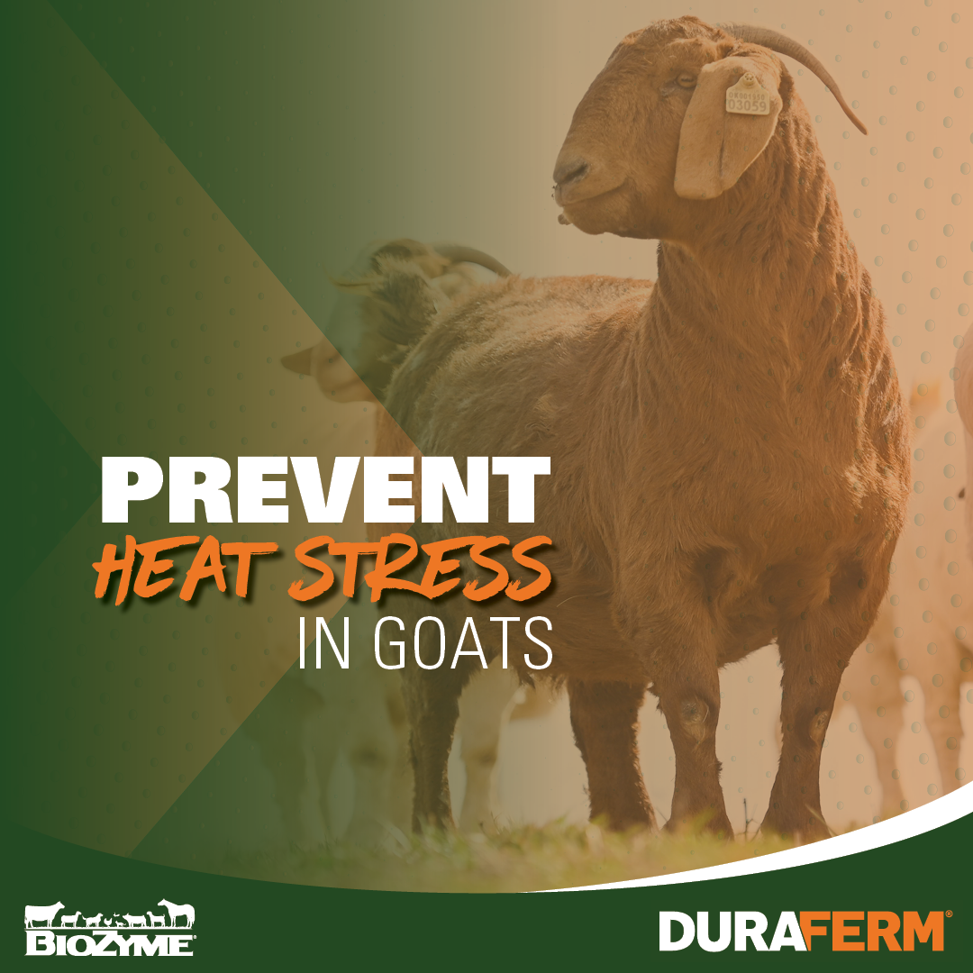 prevent-heat-stress-in-goats-duraferm