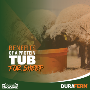 protein tub for sheep