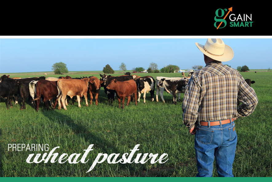 Wheat Pasture Readiness Best Practices for Grazing for Maximum
