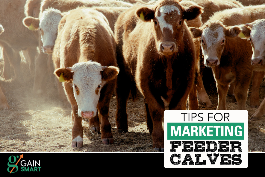 Tips for Marketing Feeder Calves Gain Smart