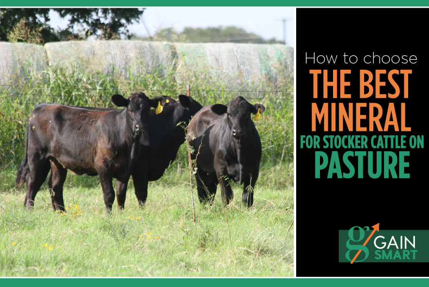 how-to-choose-the-best-mineral-for-stocker-cattle-on-pasture-gain-smart