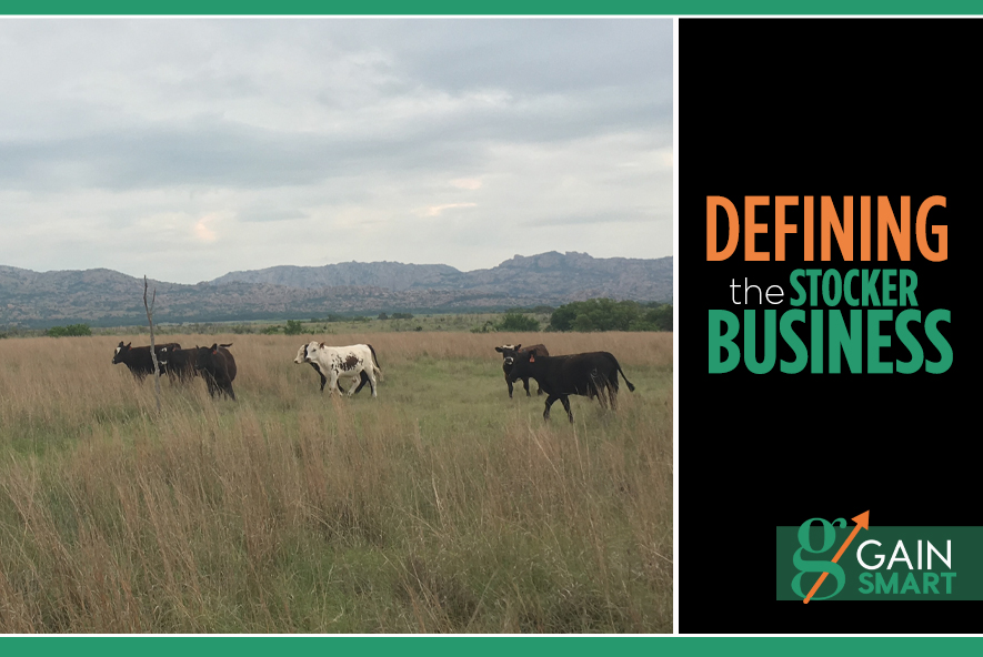 Defining the Stocker Business Gain Smart