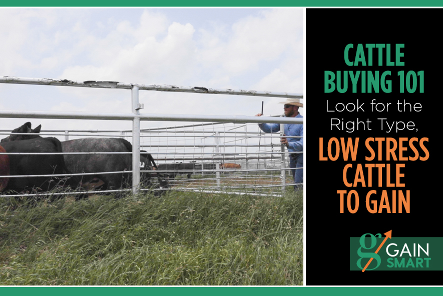 Cattle Buying 101 Look for the Right Type, Low Stress Cattle to Gain