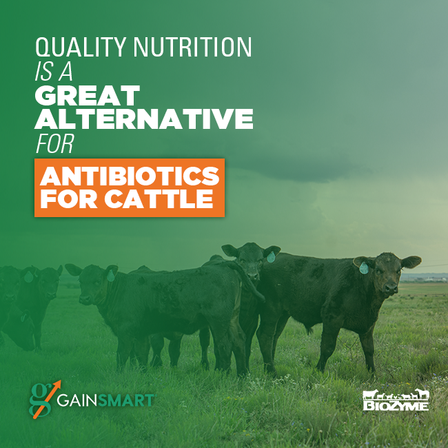 Quality Nutrition is a Great Alternative for Antibiotics for Cattle