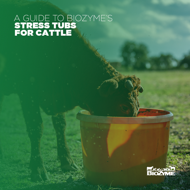 A Guide to BioZyme’s Stress Tubs for Cattle Gain Smart