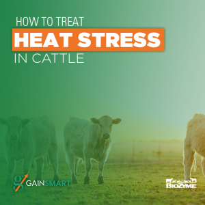 heat stress in cattle