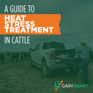 Heat Stress Treatment in Cattle