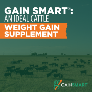 cattle weight gain supplement