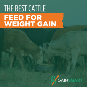 best cattle feed for weight gain