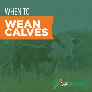 when to wean calves