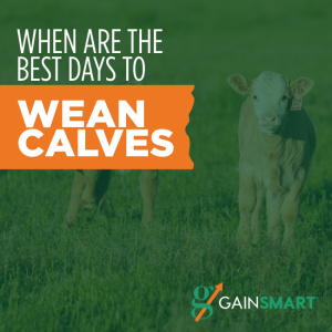 best days to wean calves