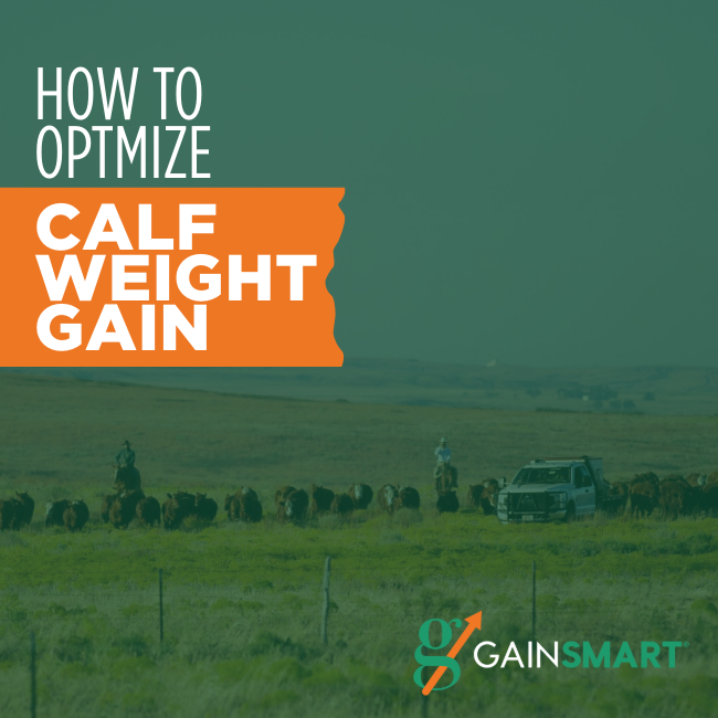 How to Optimize Calf Weight Gain Per Day Gain Smart