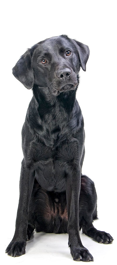 Canine Vertical