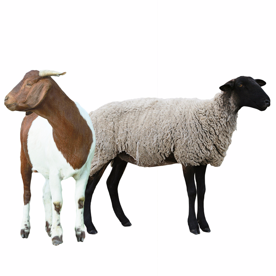 Sheep & Goats