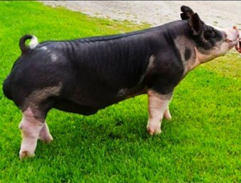Doug Albright, Albright Swine Farm | Michigan