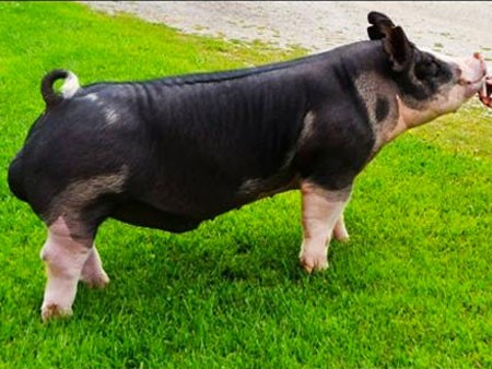 Doug Albright, Albright Swine Farm | Michigan