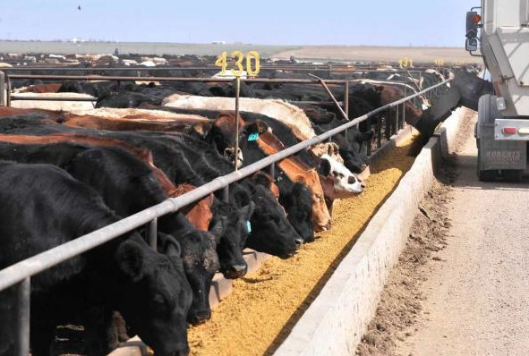 Cattle in Feed Yard