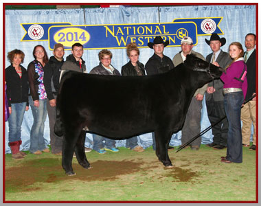 14-champion-simmental-female-national-western-stock-show-jr-and-open-show-vickland-family[8]