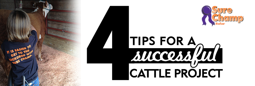Sure-Champ--4-tips-for-cattle-blog-header-image