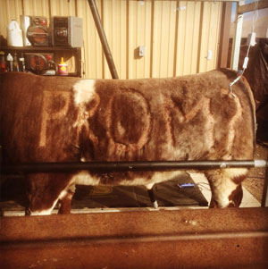 Katiejo Warneke: My boyfriend was slick sheering his steer for Houston and he called me outside to see if he missed anything