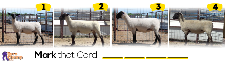 breeding ewe judging class header image