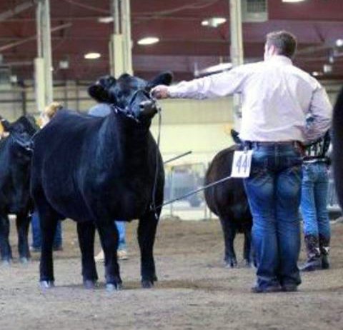 Jack Oattes Show Heifer