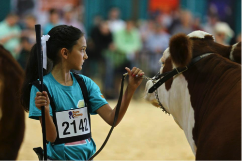 I love this picture of my youngest daughter that Sure Champ took at our Jr. National Hereford Expo last year in Harrisburg, Pennsylvania. Here is Audrey in Jr. Showmanship contest where she won Reserve Champion. Proud family moment. This is why we do what we do! It’s worth every penny, every mile and every long hour in the barn to have moments like these.