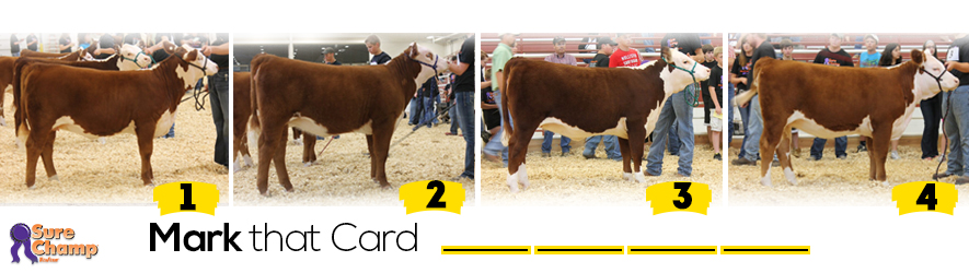 performance hereford heifer judging class header image