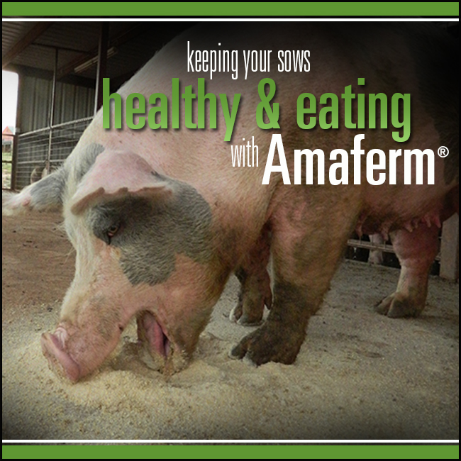 Keep your sows healthy