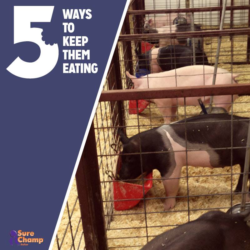5 Tips to Keep Your Livestock Eating
