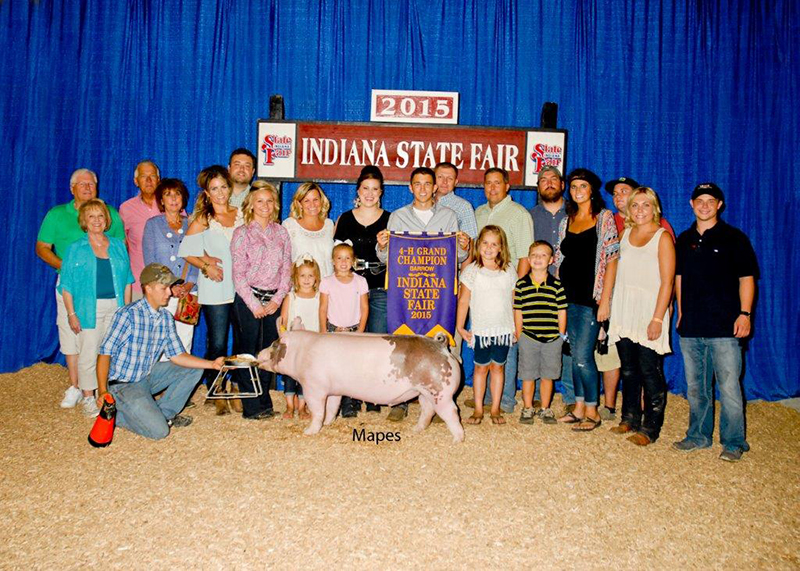 Brady Newhouse IN Grand Champion 4-H Barrow IN State Fair