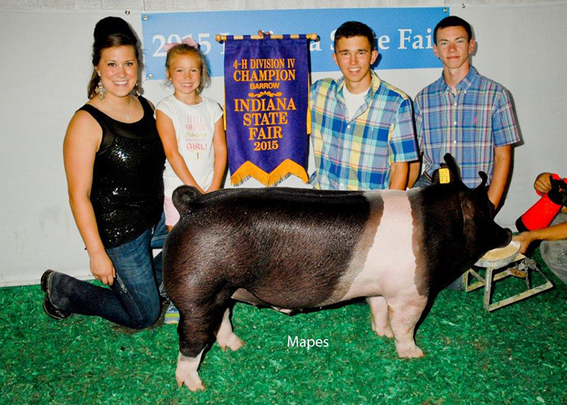 Brady Newhouse IN Grand Champion Barrow Div IV Indiana State Fair