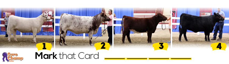 heifer judging class header image