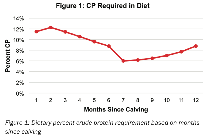 Protein Requirements in Cattle