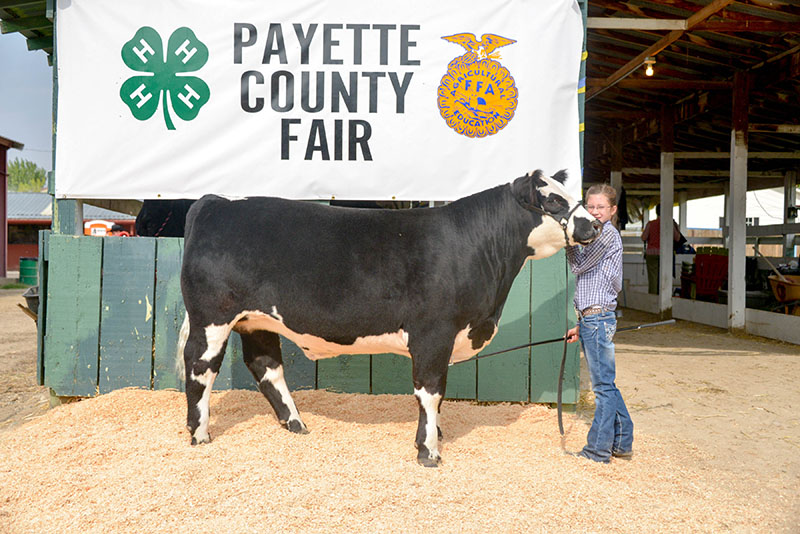 Payette County Fair Grand Champion Steer Mackenzie Malson ID