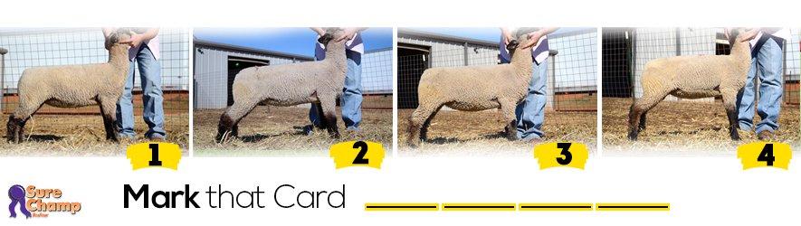 ewe judging class header image