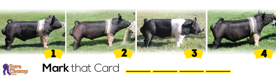 hampshire boars judging class header image