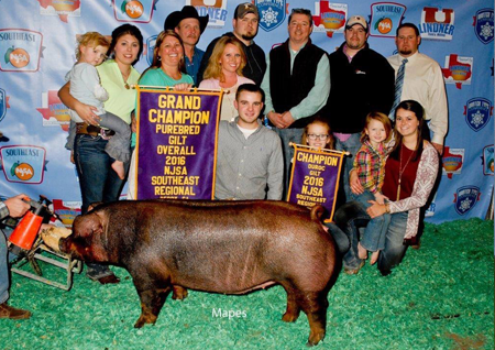 Grand Purebred Gilt Southeast Regional