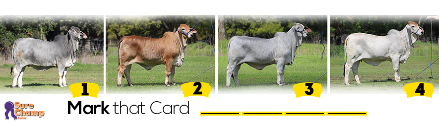 Yearling Brahman Heifers judging class header