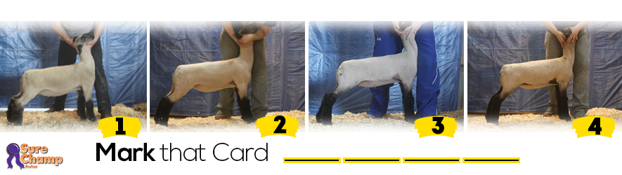 market lambs judging class header