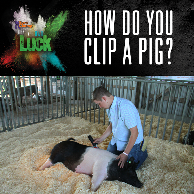 How do you clip a pig