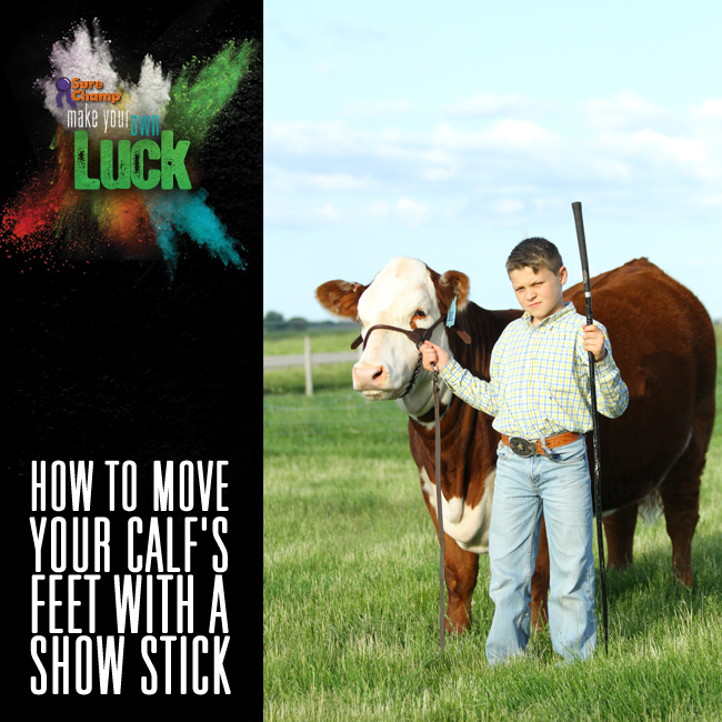 How Do You Move Your Calf's Feet With a Show Stick Square