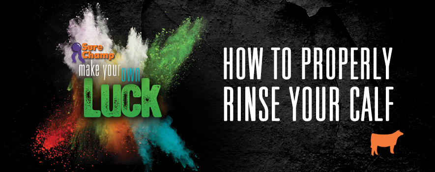 How to Rinse Your Show Calf