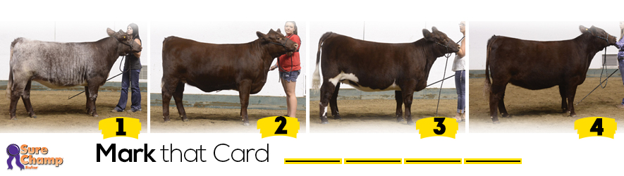 shorthorn heifers judging class header